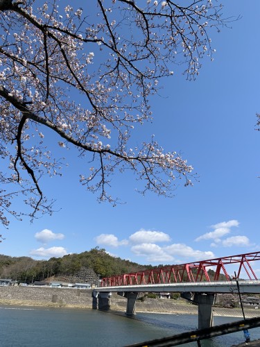 小瀬鵜飼と桜の木イメージ2
