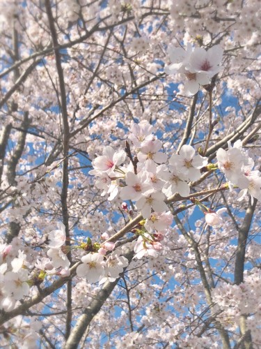 桜が見頃ですイメージ1